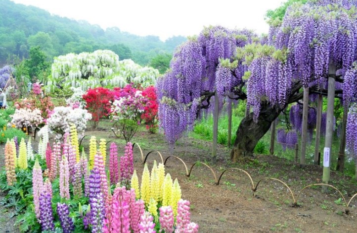 Сад цветов Япония 
