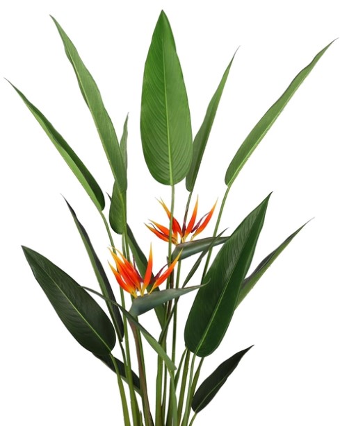   Engard Strelitzia 140 (DW-09)