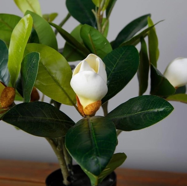   Engard Magnolia 40 (DW-16)