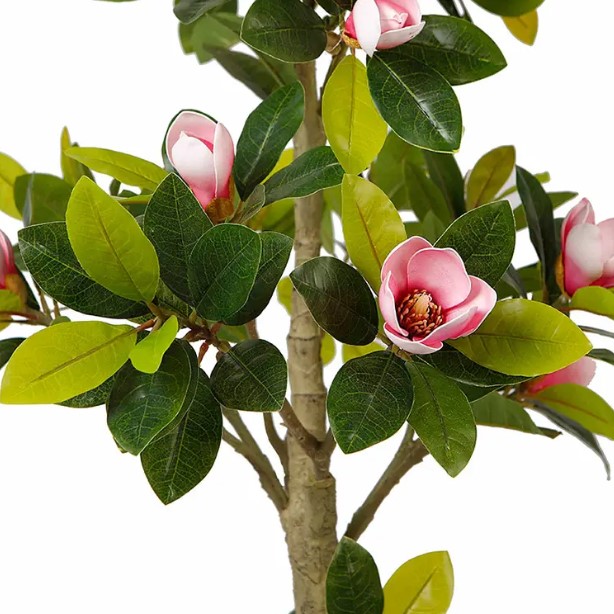   Engard Magnolia Tree 150 (DW-19)
