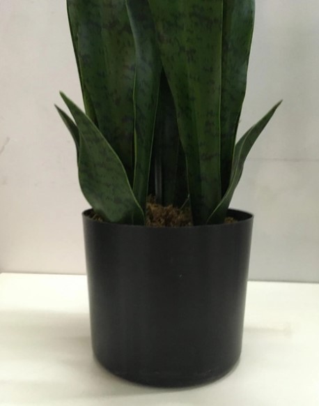 Фото искусственное растение engard sansevieria 65см (dw-10)