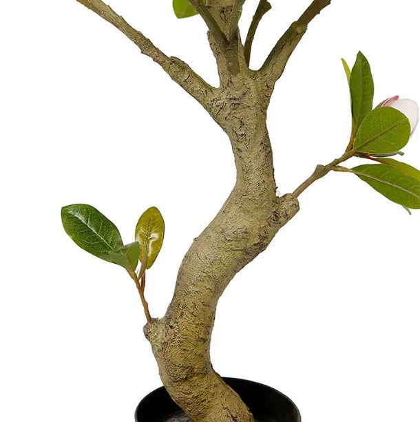   Engard Magnolia Tree 150 (DW-19)