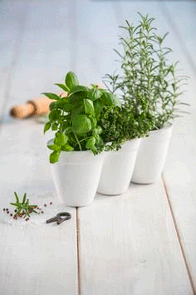    Keter IVY Herbs  (7290103668112)