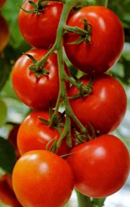 Как вырастить вкусные и питательные помидоры в теплице