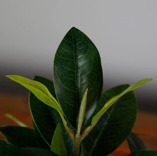   Engard Magnolia 40 (DW-16)