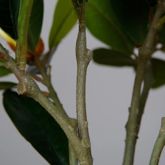    engard magnolia 40 (dw-16)