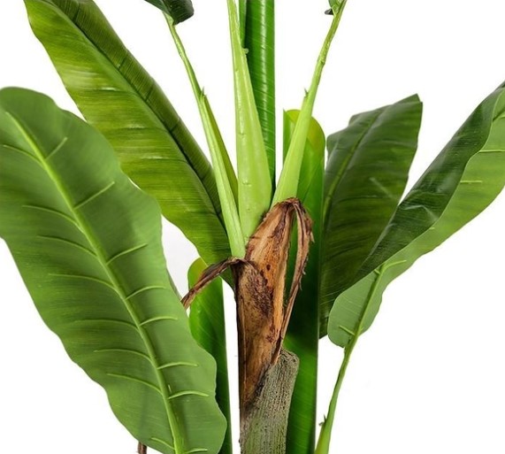   Engard Banana Tree 140 (DW-08)