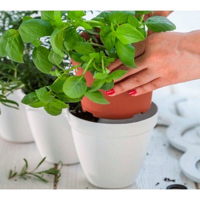     keter ivy herbs  (7290103668112)