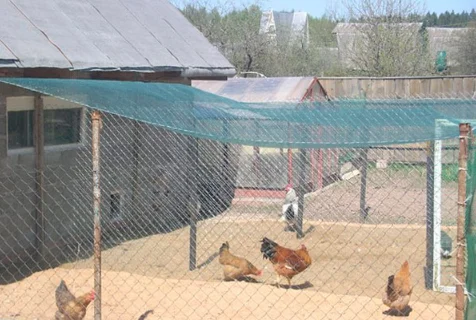 Домик для цыплят своими руками (102 фото)