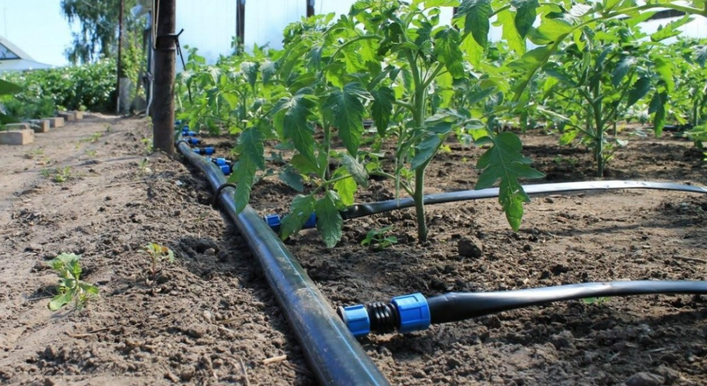 Полив капельный