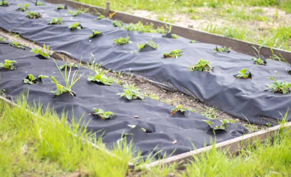 мултчирование