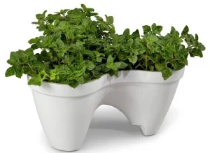 Фото вазон для цветов ivy planter бело-зеленый