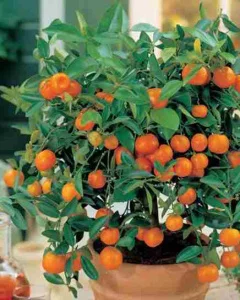 Торфосуміш для цитрусових рослин Compo 10л (1671)