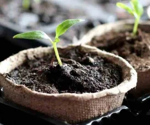 Торфосуміш універсальна Compo 5л (1121)