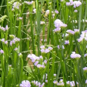 Сетка полимерная Tenax Ортинет 10FGPO белая 1,12х1000м