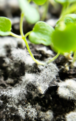 7 помилок при посадці саду та городу