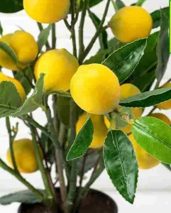 Торфосуміш для цитрусових рослин Compo 10л (1671)