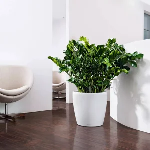 Вазон Lechuza Classico Color 35 мускатний 35x35x33см 17л (13223)
