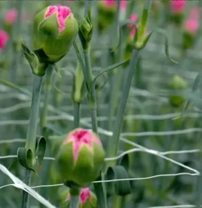 Сетка полимерная Tenax Ортинет 10FGPO белая 1,12х1000м