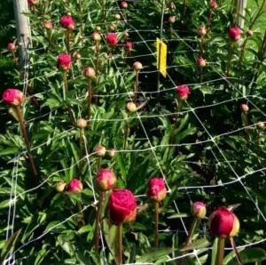 Сетка полимерная Tenax Ортинет 10FGPO белая 1,12х1000м