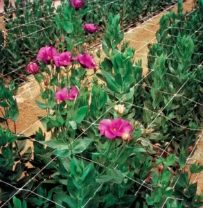 Сетка полимерная Tenax Ортинет 10FGPO белая 1,12х1000м