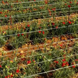 Сетка полимерная Tenax Ортинет 10FGPO белая 1,12х1000м