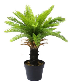    engard cycas palm 60 (dw-24)