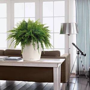 Вазон Lechuza Classico Color 35 мускатний 35x35x33см 17л (13223)