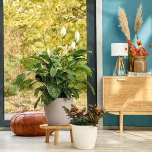 Вазон Lechuza Classico Color 35 мускатний 35x35x33см 17л (13223)