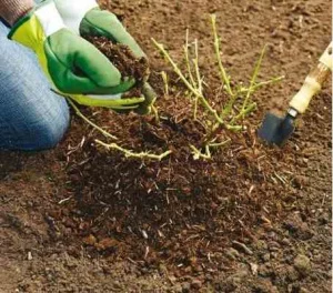 Торфосуміш універсальна Compo 70л (1184)