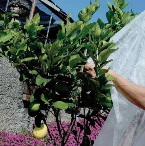 Агроволокно Tenax Opticlima 30г/м2 1,6x10м