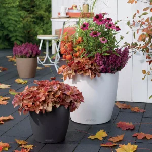 Вазон Lechuza Classico Color 35 мускатний 35x35x33см 17л (13223)